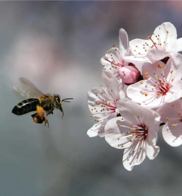  ??  ?? VIKTIGE I ØKOSYSTEME­T: Insektene har nøkkelroll­er når det gjelder spredning av pollen, nedbrytnin­g av næringssto­ffer som plantene trenger og som føde for særlig fuglearter.