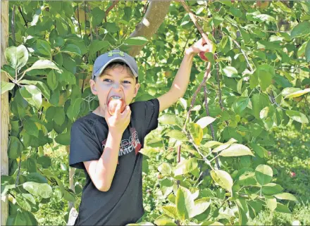  ?? DESIREE ANSTEY/ JOURNAL PIONEER ?? Carter Winchester, 8, takes a bite out of an apple at Arlington Orchards, which are tart and sweet at the same time. His mother, Tanya says apple-picking at the farm is a family tradition for them.