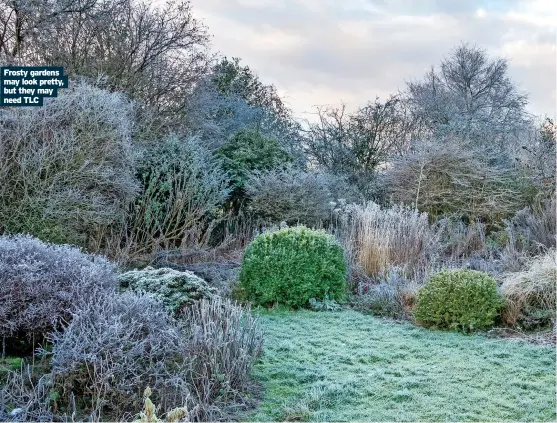  ?? Need TLC ?? Frosty gardens may look pretty, but they may