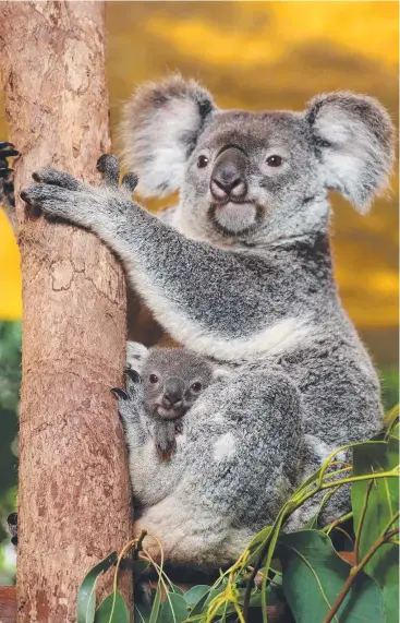  ??  ?? CUDDLY CHOICE: Hartley's Crocodile Adventures is staging a vote to name their baby koala, with the choices Hartley, Euc or MJ, as mum Willa secures her seven-month-old joey. Picture: MARC McCORMACK