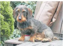  ?? FOTO: TECKELKLUB ?? Der Dackel gehört in deutschen Haushalten zu den beliebtest­en Hunden.