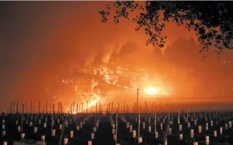  ?? Carlos Avila Gonzalez / The chronicle ?? A grove of trees near Trinity Road burns Wednesday near a vineyard after a mandatory evacuation was ordered in the area of Glen Ellen, east of Santa Rosa in Sonoma County.