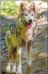  ?? PHOTO COURTESY UTICA ZOO ?? The Utica Zoo welcomes four male Mexican gray wolves from California. They will join the zoo’s lone female gray wolf Sierra.