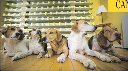  ?? PHOTOS: CHRIS ROUSSAKIS FOR NATIONAL POST ?? These sniffer dogs work for Glenn Ferguson, co-owner of CancerDogs, based in Aylmer, Que. The company screens people for cancer after they breathe into a surgical mask and then send it to the firm, which has screened thousands of firefighte­rs in the...