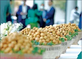  ?? HENG CHIVOAN ?? Cambodian longan – a type of soapberry similar to the lychee and rambutan – was authorised last year for direct export to China in fresh form.