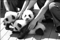  ?? QIANG JUN / FOR CHINA DAILY ?? Three panda cubs that were born in June meet the public for the first time on Thursday at the Shaanxi Academy of Forestry’s Qinling Research Center of Giant Panda Breeding in Zhouzhi, Shaanxi province. The center hosted an event asking the public to...