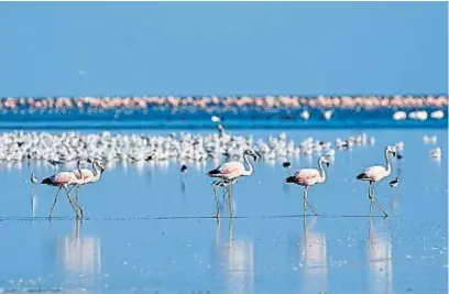  ?? GENTILEZA PABLO RODRÍGUEZ MERKEL ?? REFUGIO DE AVES. Los flamencos, el ave emblemátic­a de la enorme laguna Mar Chiquita. Y uno de sus múltiples atractivos.