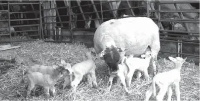  ??  ?? A scan had showed that the ewe was carrying five lambs, but the sixth was a surprise