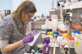  ?? Mary Altaffer / Associated Press ?? A researcher works at her bench at a New York University laboratory attempting to create completely man-made, custom-built DNA.