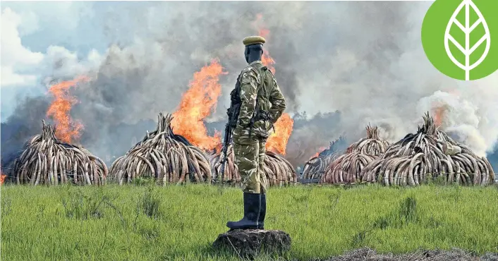  ??  ?? Eine Geste mit Symbolkraf­t: Im Vorjahr wurden in Kenia 15 Millionen Tonnen Elfenbein verbrannt. Das Feuer entzündete Kenias Präsident Uhuru Kenyatta.