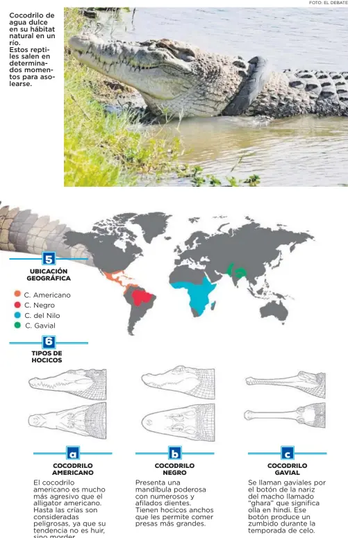 En Sinaloa se protege a los cocodrilos - PressReader