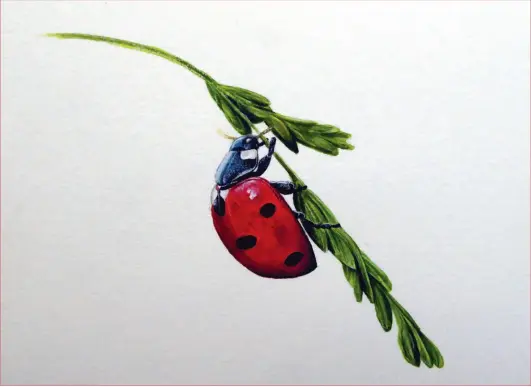  ?? ?? The finished painting Ladybird, watercolou­r on 140lb (300gsm) NOT watercolou­r paper, 9x12in. (23x31cm)