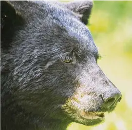  ?? Contribute­d Photo / Karen Chase ?? A black bear photograph­ed in the Macedonia section of Kent in 2015. Despite a rising number of encounters between humans and bears, lawmakers said this week they will not move forward with a plan to allow hunting in Litchfield County.