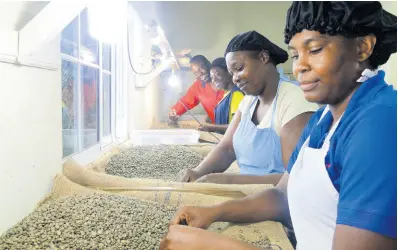  ?? PHOTOS BY PAUL H. WILLIAMS ?? Arthur A. Gowan, chief executive owner of Trumpet Tree Coffee Factory, located in Constituti­on Hill, St Andrew, and some of his workers sorting out coffee beans.