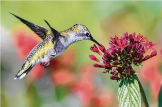  ?? Danita Delimont / Getty Images | Gallo Images ?? A ruby-throated hummingbir­d feeds on striking red pentas.