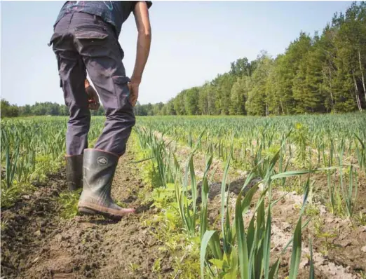  ?? BENOIT DEMERS ?? Les visites a` la ferme nous aident a` prendre conscience de tout le travail qui se cache derrie` re ce que l’on mange.