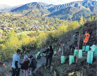  ?? PHOTO: SUPPLIED ?? Revegetati­ng . . . More than 60 volunteers spent Tuesday on Tobins Face, behind Arrowtown, planting 520 native seedlings in a section cleared of wilding pines by the Arrowtown Choppers last year.