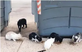  ??  ?? Street cat population­s are growing