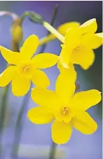  ??  ?? Daffodils will brighten up any garden