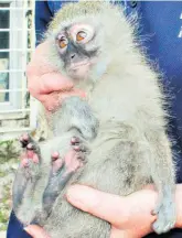  ?? ?? Friend or foe? Vervet monkeys are a bone of contention