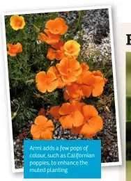  ??  ?? Armi adds a few pops of colour, such as California­n poppies, to enhance the muted planting