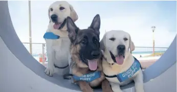  ?? | SUPPLIED ?? GUIDE dogs in training Yasmin, Zakele and Yale will be participat­ing in the walkathon with their puppy raisers.