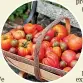  ?? KAREN ANNE BARRETT ?? Preserve tomatoes for later use.