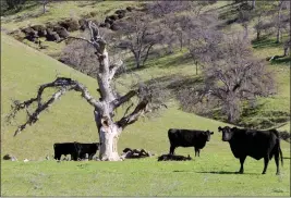  ?? PHOTOS BY JANE TYSKA — STAFF PHOTOGRAPH­ER ?? Cattle graze on Doug Parker's White Oak Ranch near unincorpor­ated Sites. If the proposed Sites Reservoir is constructe­d, it would be the state's largest in 50years.