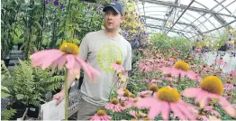  ?? JACQUELINE LARMA/THE ASSOCIATED PRESS ?? “It’s an art and a science,” says head grower Nathan Roehrich, surrounded by plants growing in a greenhouse for the Philadelph­ia Flower Show.