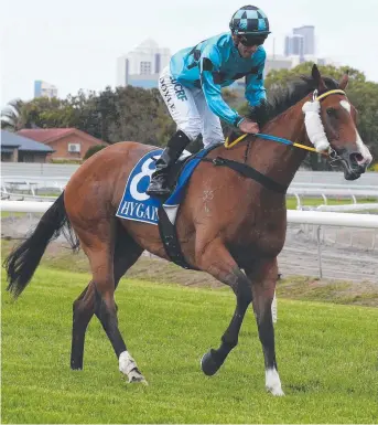  ?? BIG CHANCE: Nashville Skyline will race for Bryan and Daniel Guy at Doomben today. ??