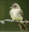  ?? Special to the Democrat-Gazette/ VIC PRISLIPSKY ?? Willow, Acadian, least, yellow-bellied and alder flycatcher­s all look much alike.