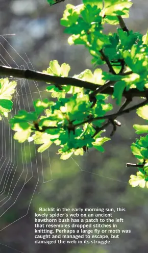  ?? ?? Backlit in the early morning sun, this lovely spider’s web on an ancient hawthorn bush has a patch to the left that resembles dropped stitches in knitting. Perhaps a large fly or moth was caught and managed to escape, but damaged the web in its struggle.