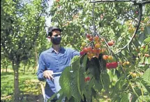  ?? WASEEM ANDRABI/HT PHOTO ?? A farmworker plucking cherries in Ganderbal area of Kashmir.