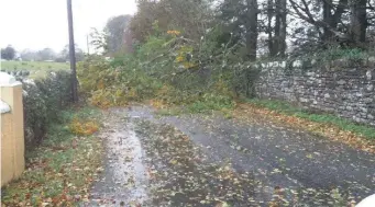  ?? Pic: ?? A fallen tree near Ballymote after Hurricane Ophelia last week. Sligo County Council.