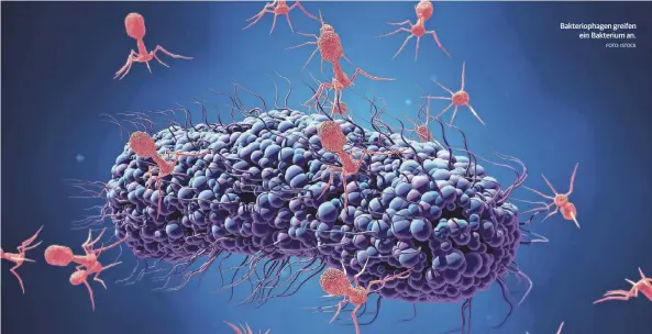  ?? FOTO: ISTOCK ?? Bakterioph­agen greifen ein Bakterium an.