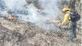  ?? ?? Brigadista­s luchan día a día con el fuego en la Sierra de Santa Rosa, que al parecer fue causado por un descuido humano.