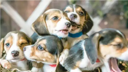  ?? AMELIA MESIROW ?? These are just a few of the 4,000 beagles being rescued from a breeding facility in Virginia due to violations of federal regulation­s there.