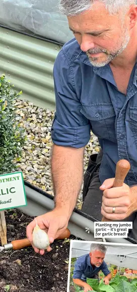  ?? ?? Planting my jumbo garlic – it’s great for garlic bread!