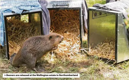  ?? ?? > Beavers are released at the Wallington estate in Northumber­land