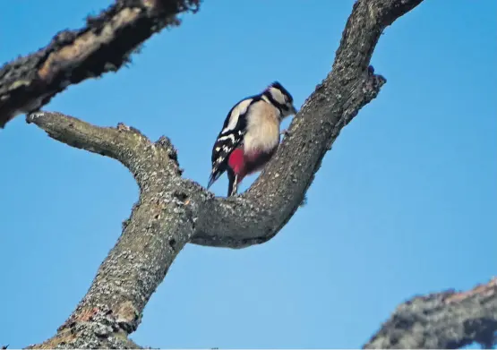  ??  ?? caught an image of one of the last woodpecker­s in our neighbourh­ood, still tapping away in the hope of attracting a mate.