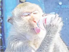  ??  ?? A longtail macaque drinking yoghurt in the town of Lopburi, some 155km north of Bangkok. - Lopburi’s monkey population, which is the town’s main tourist attraction, doubled to 6,000 in the last three years, forcing authoritie­s to start a sterilisat­ion campaign.