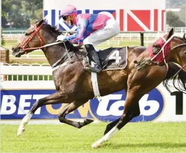  ?? Picture: JC Photograph­ics ?? GLOBAL TEAM: Goodtime Guy, who runs in Race 5, looks to be one of Gavin Lerena’s better rides in tonight’s meeting at Hollywoodb­ets Greyville.