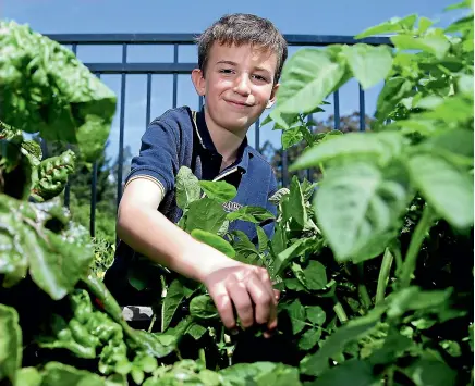  ?? ROBYN EDIE/STUFF ?? Young Gardener of the Year Finn Meijer in Waihopai School’s vegetable garden in Invercargi­ll yesterday.