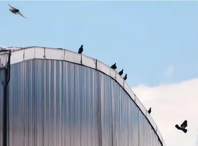 ?? EDDIE MOORE/JOURNAL ?? Pigeons have made the roof of the huge Genoveva Chavez Community Center “into a landing strip,” a city officials says. A $52,000 cleaning job is needed get pigeon poop off the roof.