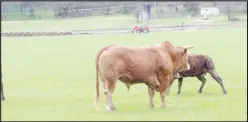  ?? CouRteSY Photo ?? 34Y Shodacious, a bull belonging to donnie o’brien of Pineville, has been the father or grandfathe­r of famous bucking bulls. o’brien raises bulls for the bucking bull industry.