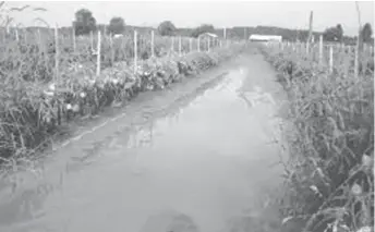  ??  ?? A waterlogge­d tomato field. File photo