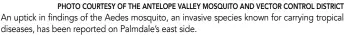  ?? PHOTO COURTESY OF THE ANTELOPE VALLEY MOSQUITO AND VECTOR CONTROL DISTRICT ?? An uptick in findings of the Aedes mosquito, an invasive species known for carrying tropical diseases, has been reported on Palmdale’s east side.