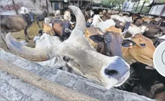  ?? HT FILE/ RAJ K RAJ ?? In UP, cows have provided the single biggest fodder for low-intensity communal flare-ups.