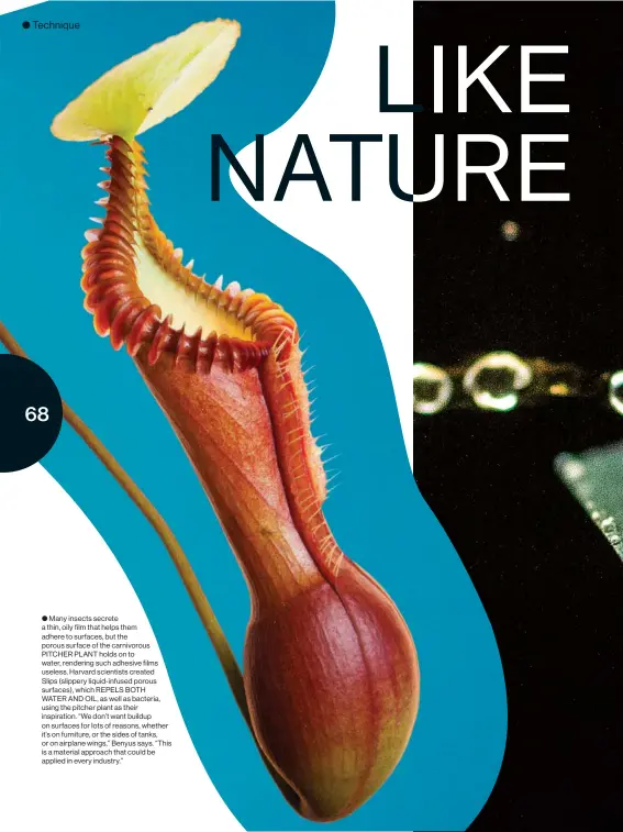  ??  ?? ● Many insects secrete a thin, oily film that helps them adhere to surfaces, but the porous surface of the carnivorou­s PITCHER PLANT holds on to water, rendering such adhesive films useless. Harvard scientists created Slips (slippery liquid-infused porous surfaces), which REPELS BOTH WATER AND OIL, as well as bacteria, using the pitcher plant as their inspiratio­n. “We don’t want buildup on surfaces for lots of reasons, whether it’s on furniture, or the sides of tanks, or on airplane wings,” Benyus says. “This is a material approach that could be applied in every industry.”