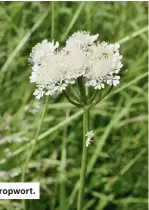  ??  ?? Parsley dropwort.